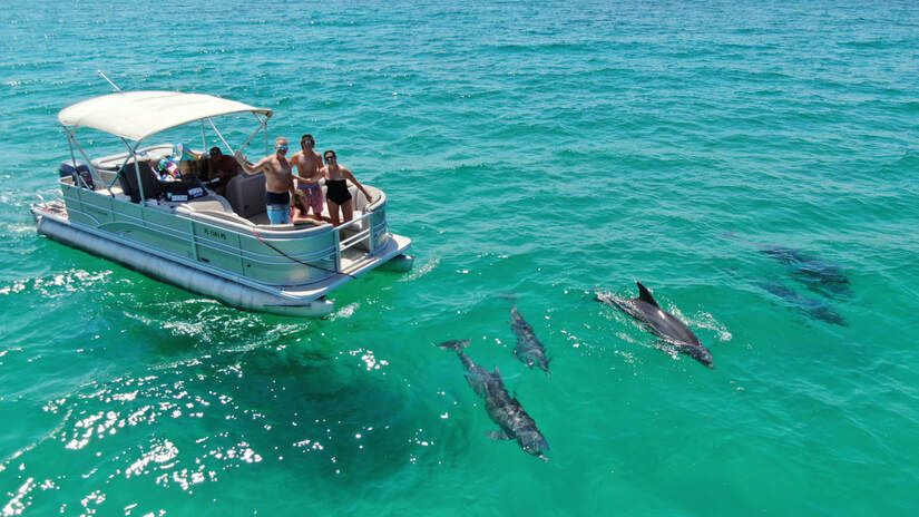 one of the best things to do in Miramar Beach Florida - dolphin cruises